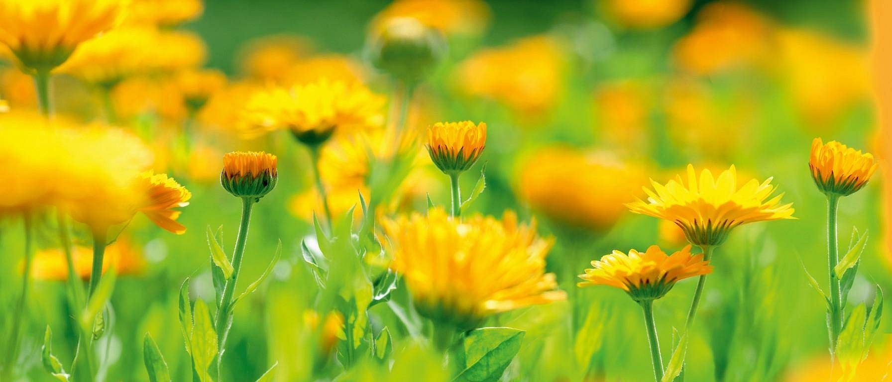 Calendulaveld