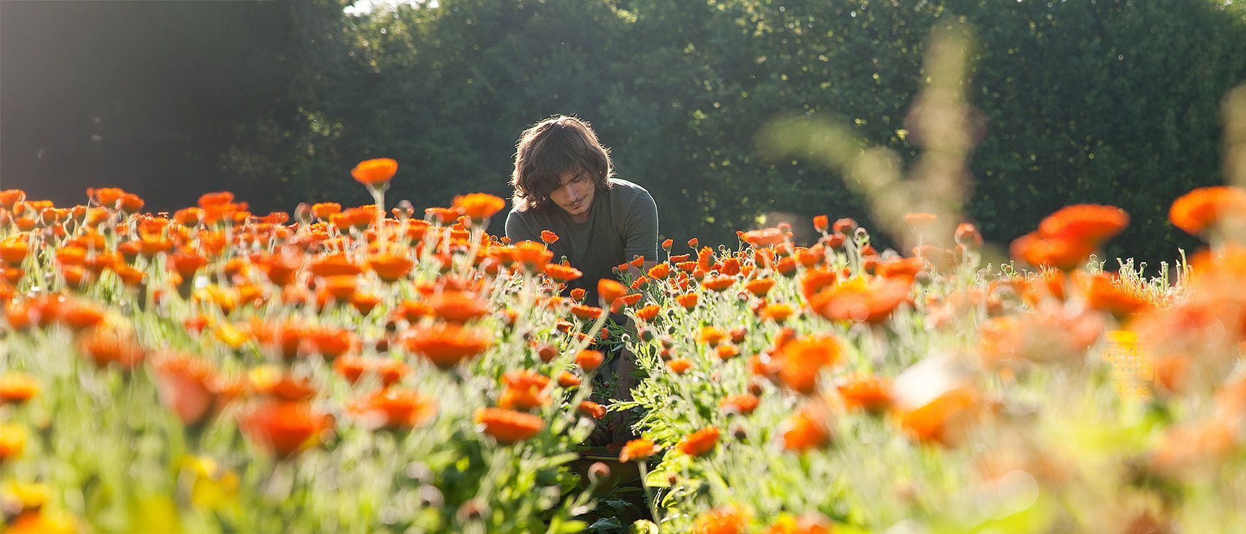 Tuinman in ons Calendula veld in Duitsland