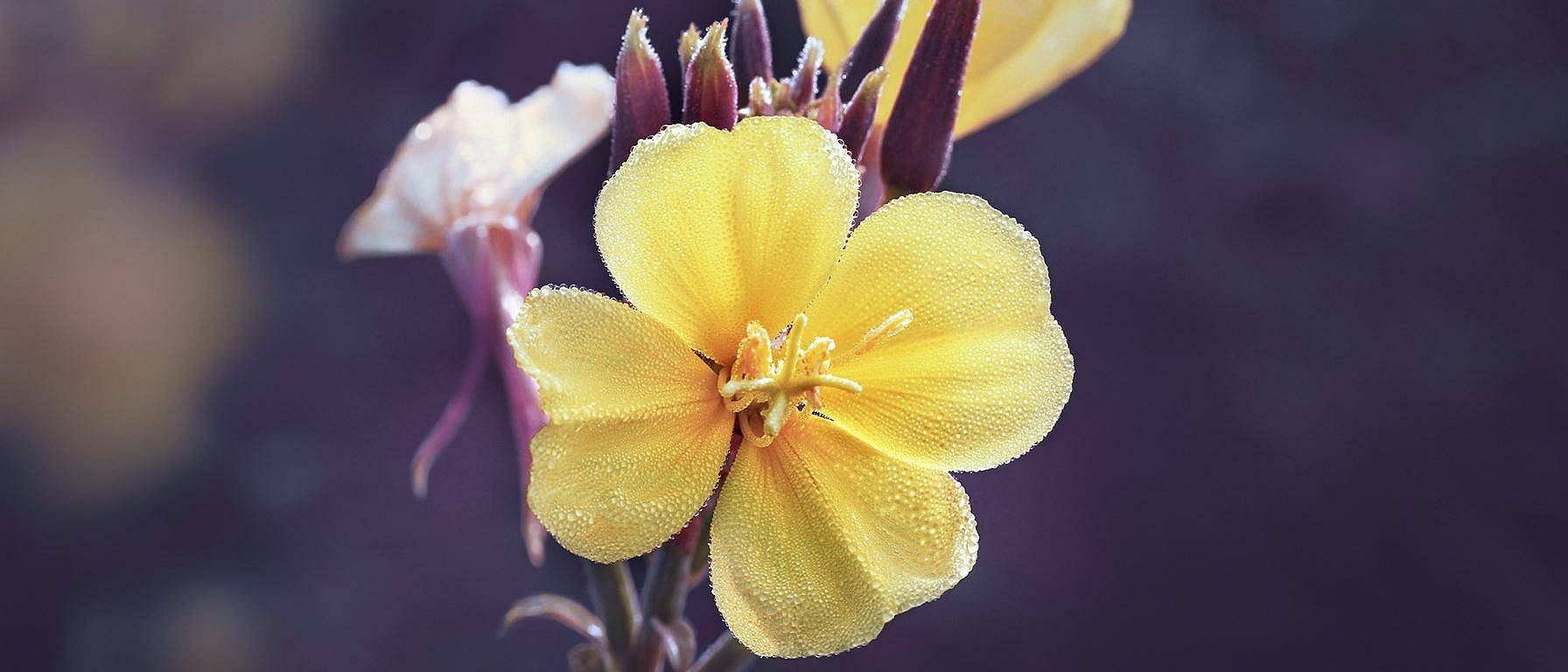 Evening Primrose