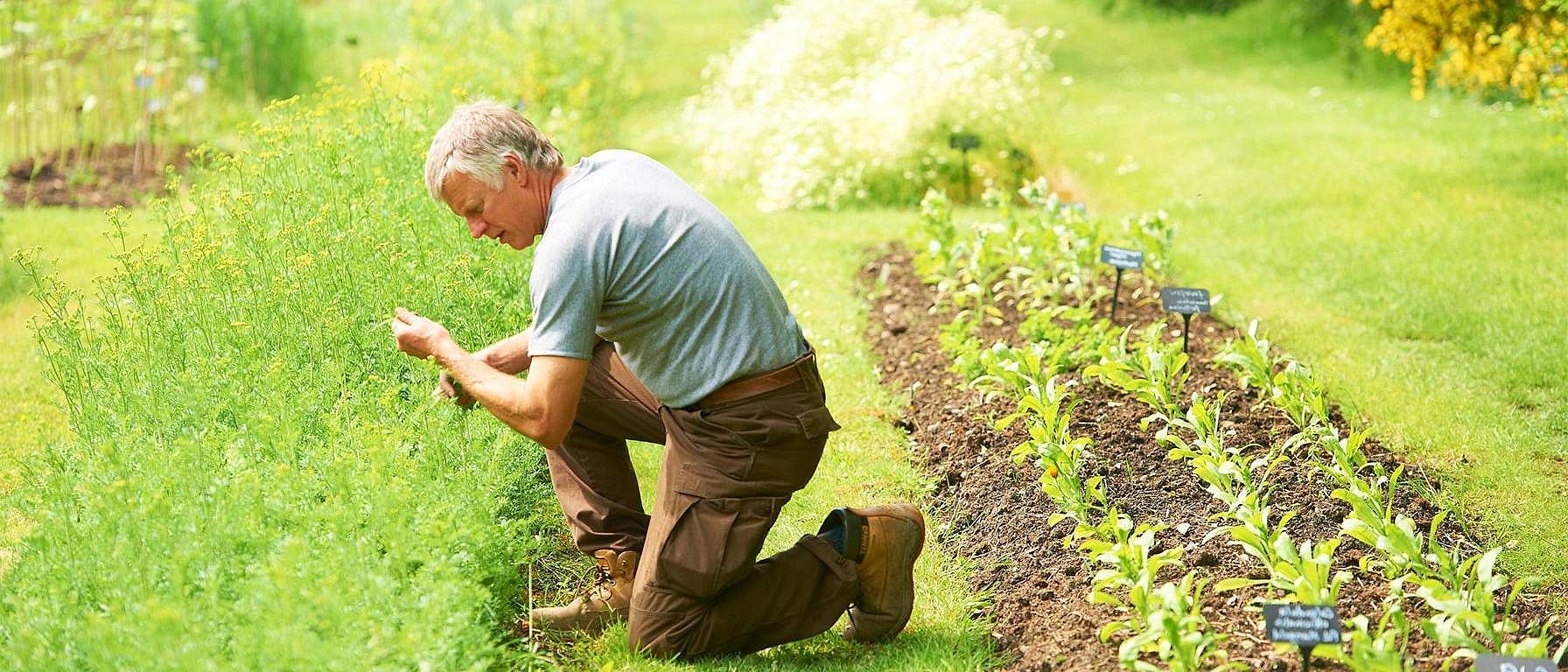 Werken in de Weleda tuin