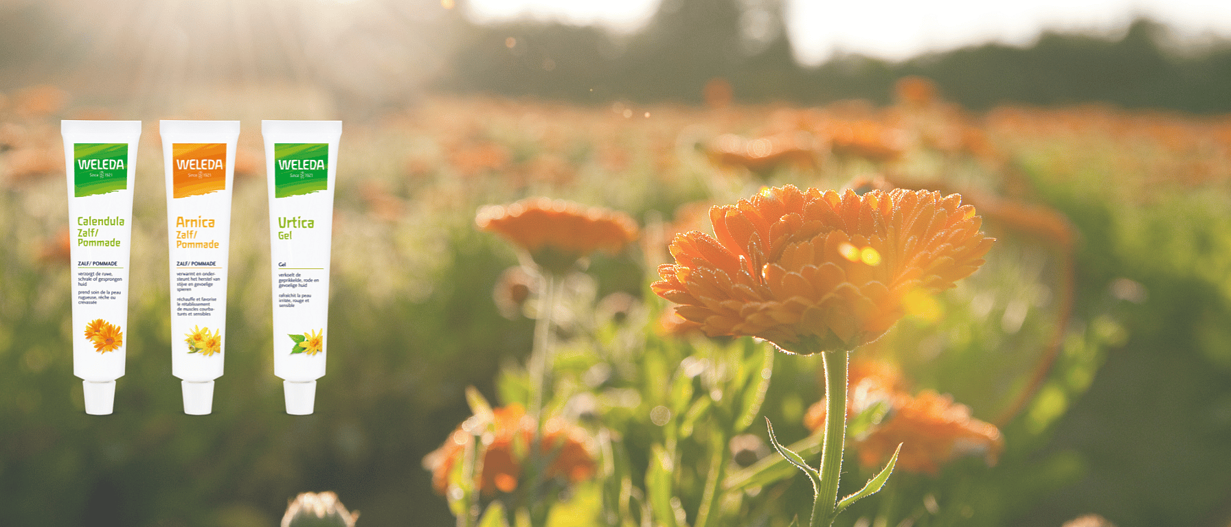 Calendula zelfzorg