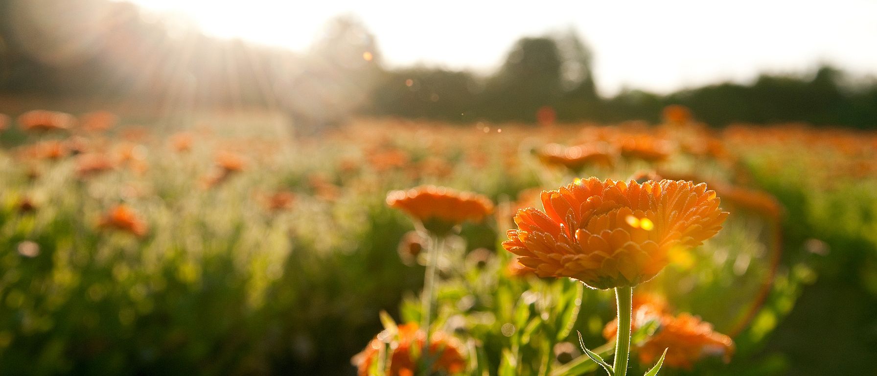 Calendula