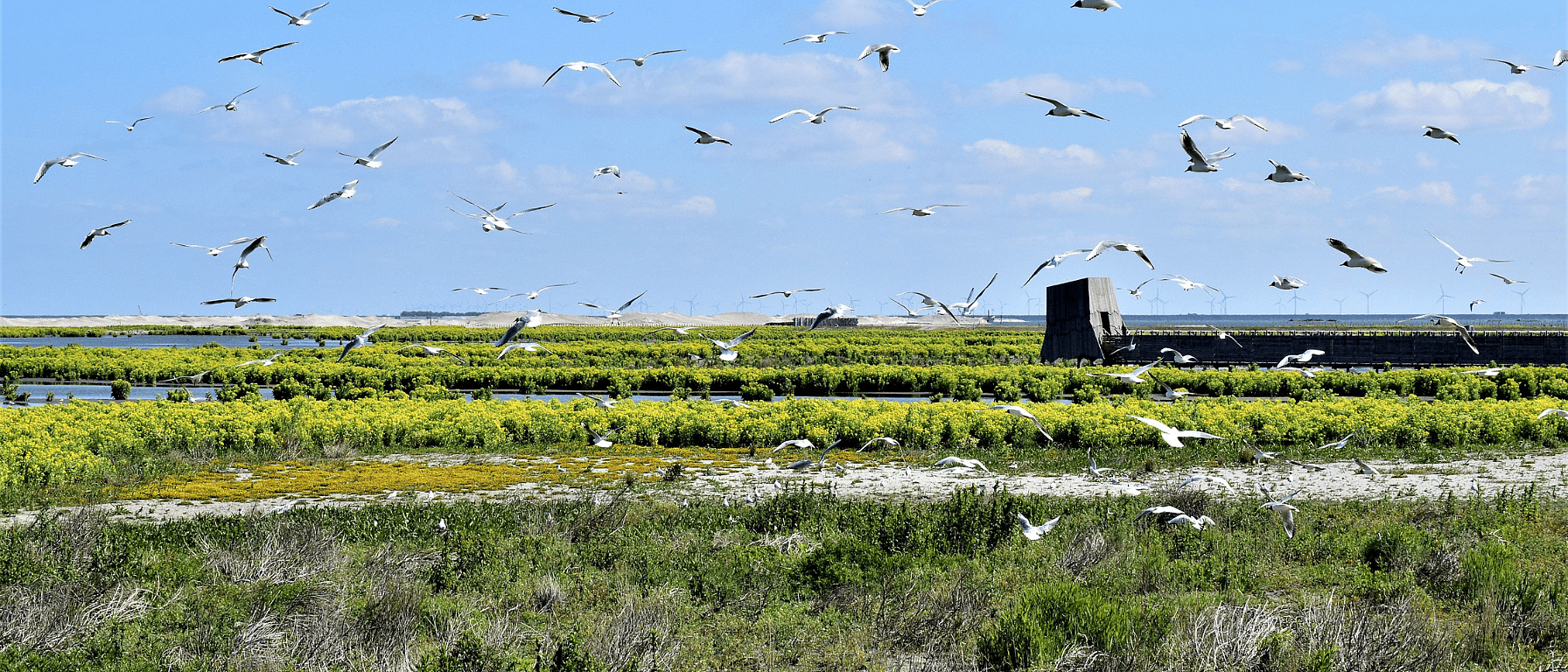 Marker Wadden
