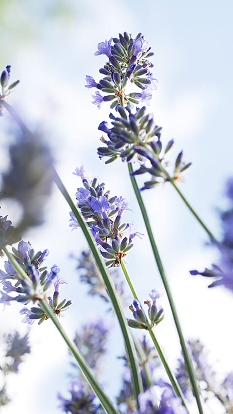 bloemen in de lucht