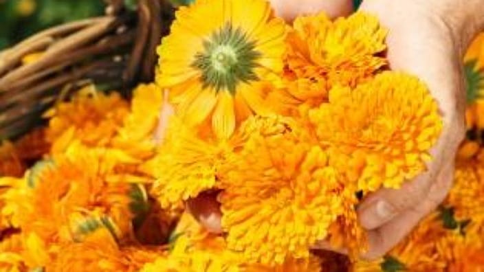 Oogst van Calendula