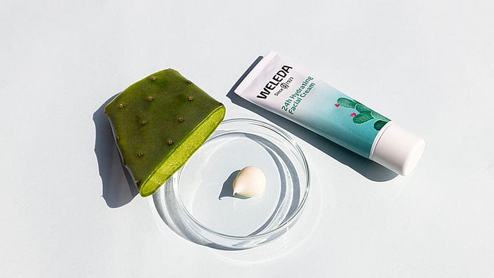 vijgencactus product