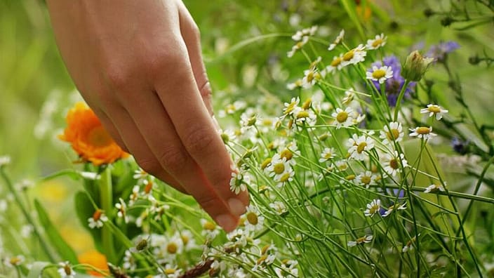 hand door bloemen
