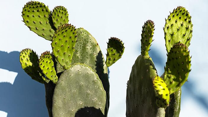 vijgencactus