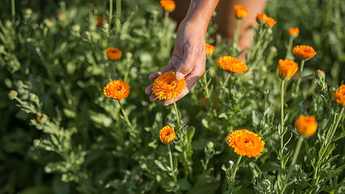 Tuinman oogst Calendula