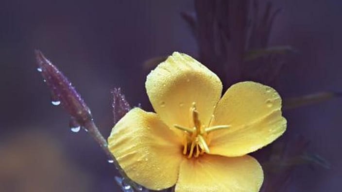Teunisbloem