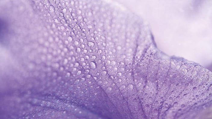Iris met dauwdruppels