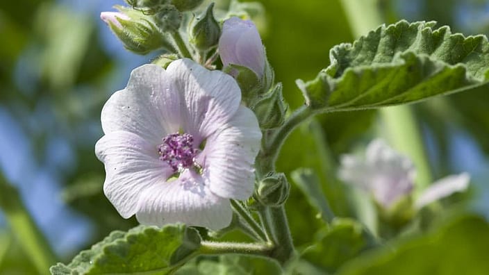 witte malva open