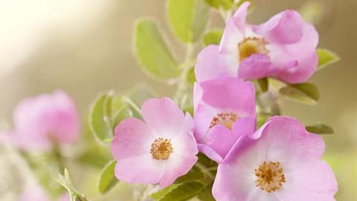 Wilde rozen