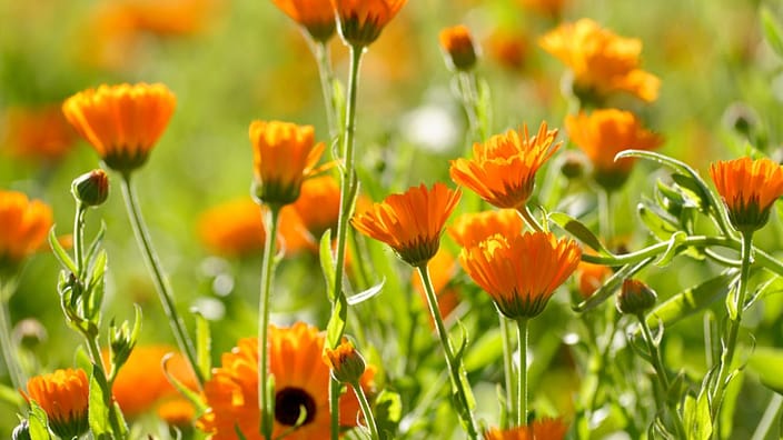 Calendula