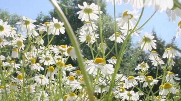 bloemen