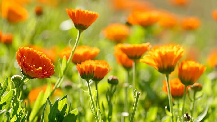 Calendula bloemen
