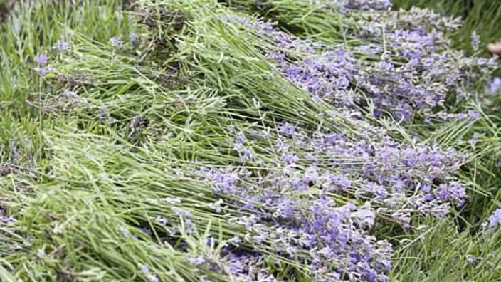 Stapel van lavendel