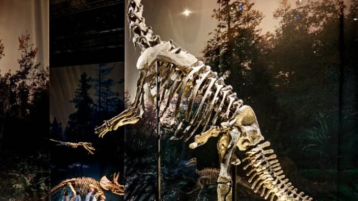 naturalis