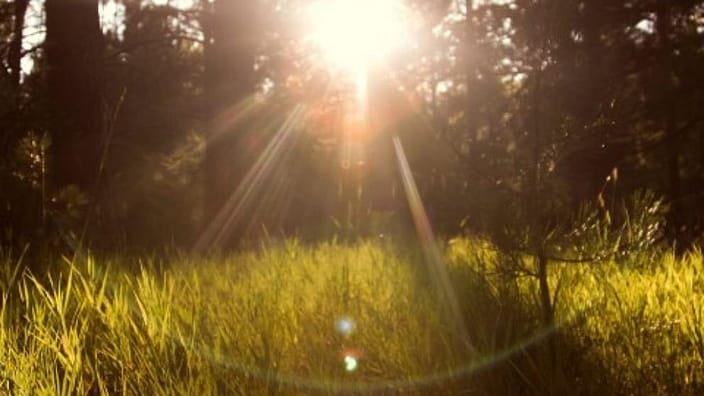 zon door bomen