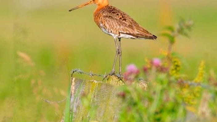 vogel in veld