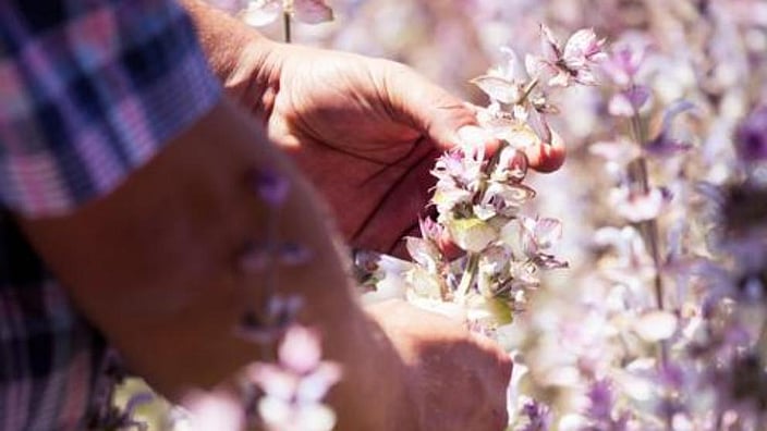 Hand picking lavendula