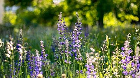 Biodiversiteit