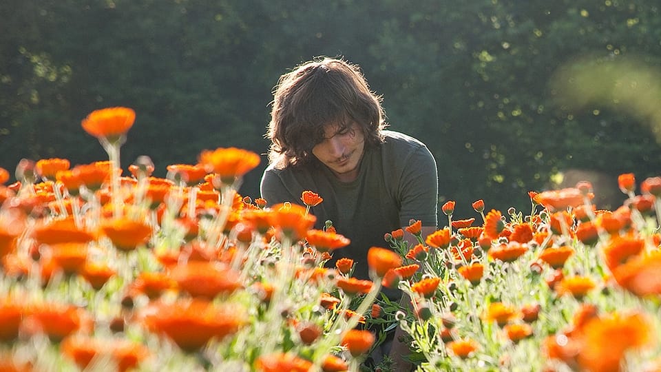 calendula veld