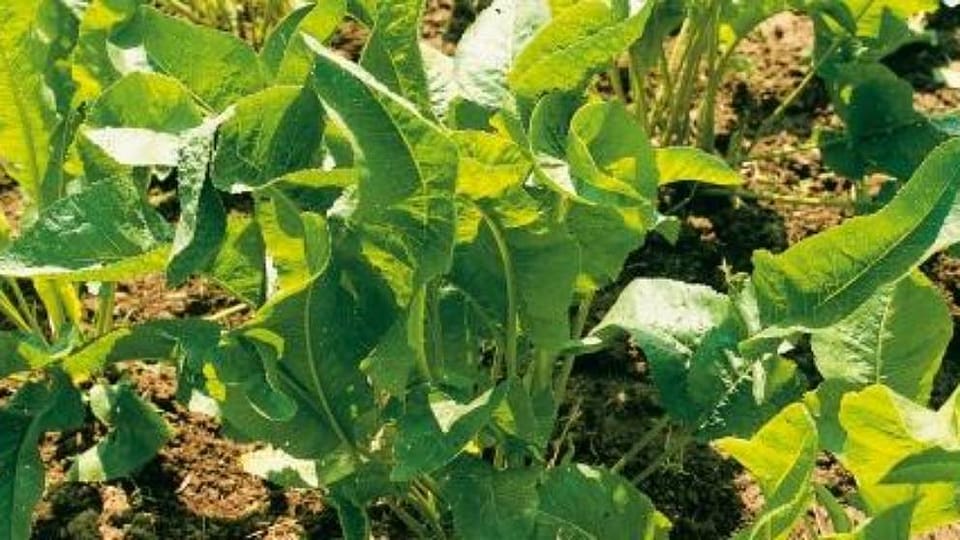 Cochlearia Armoracia (Horseradish) Leaf Extract