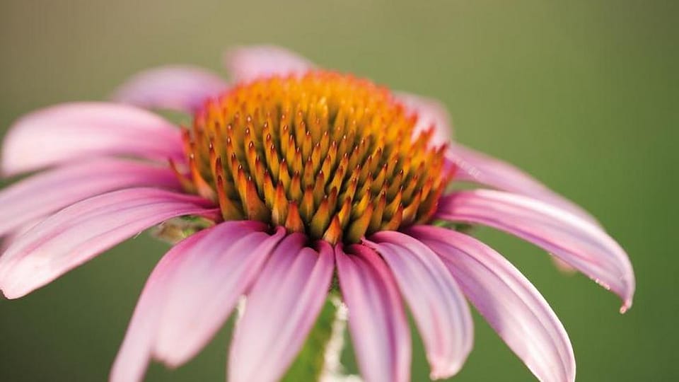 Echinacea Angustifolia Extract
