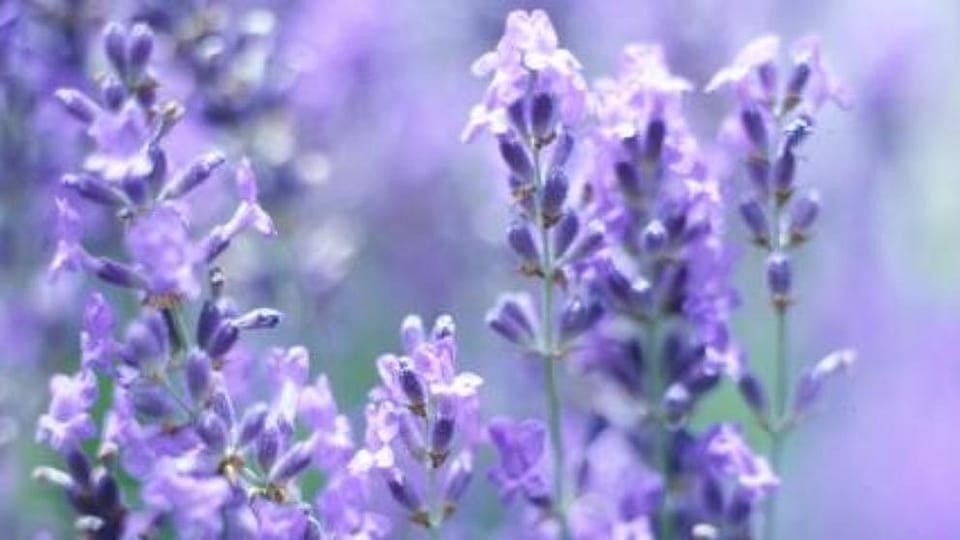 Lavandula Hybrida Oil