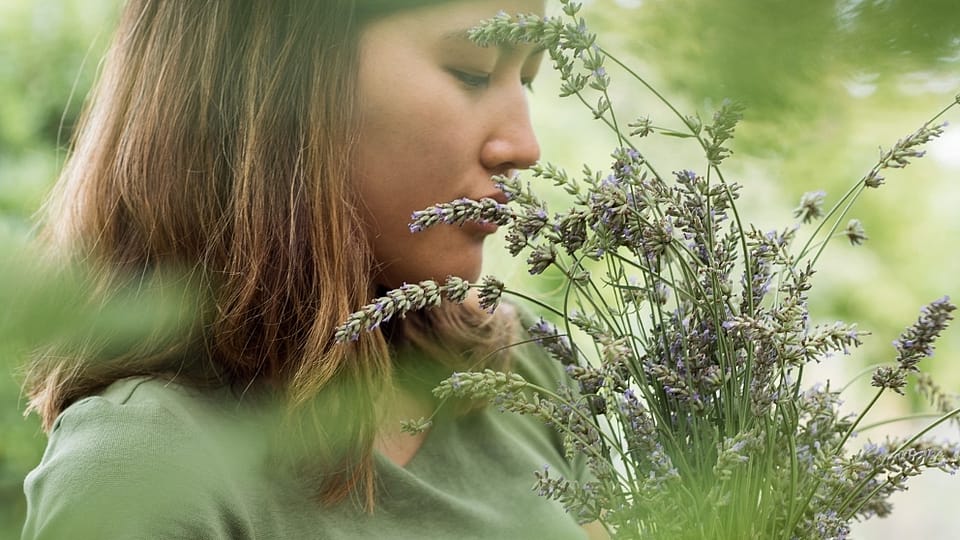 Ruiken aan lavendel