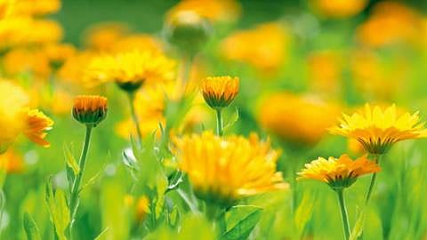 Calendulaveld