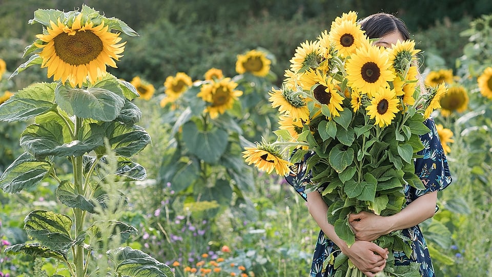 Vrouwen in een zonnebloemveld