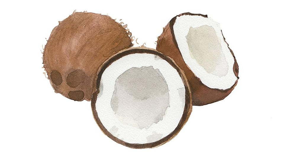 Cocos Nucifera (Coconut) Oil