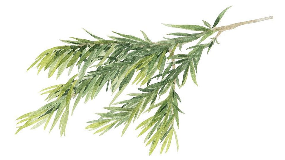 Melaleuca cheap alternifolia oil