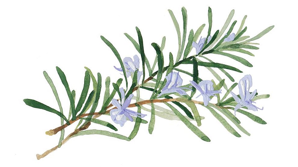 Skin Food - WELEDA