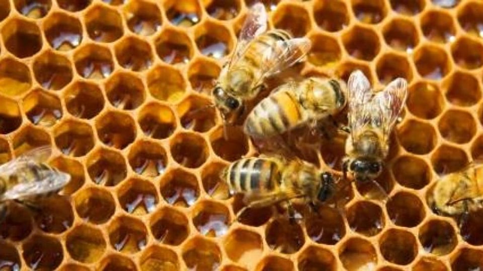 Cera beeswax cheap