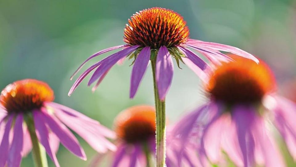Echinacea Purpurea Extract WELEDA