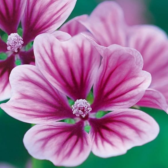 Malva plant