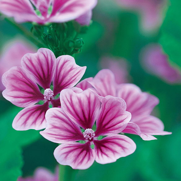 Malva