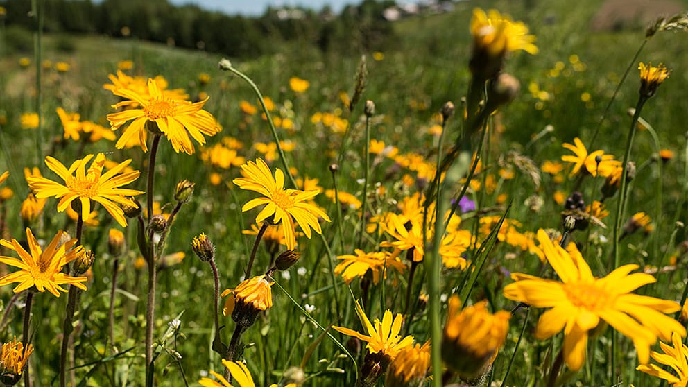 Arnica bloemen